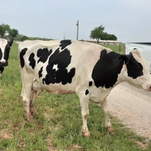 Holstein Cattle