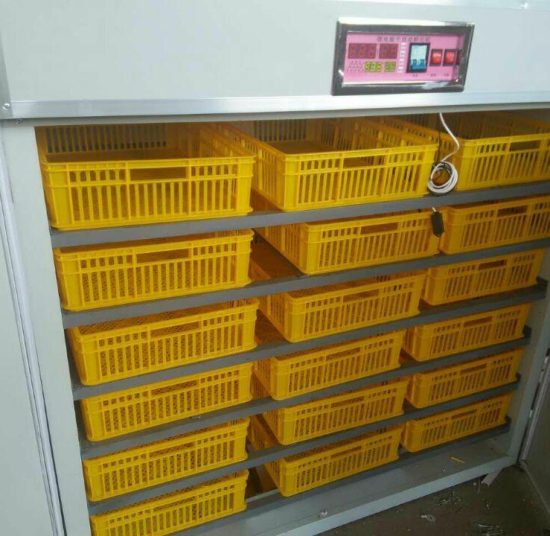FRD-1584 Incubator & Hatcher