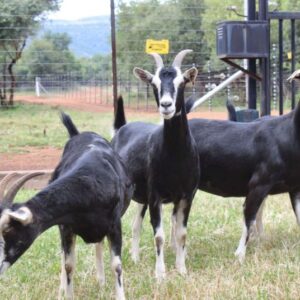 Alpine Goats ( Milk Goats)