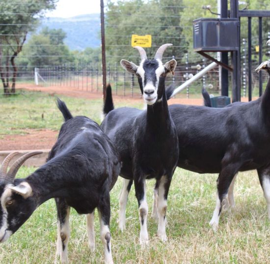 Alpine Goats ( Milk Goats)