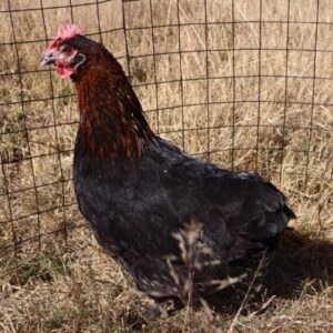 Black Copper Marans