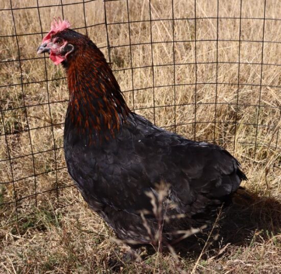 Black Copper Marans