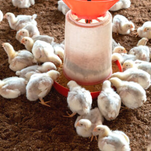Two Weeks Old Broiler Chicks