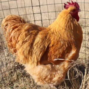 Buff Orpingtons