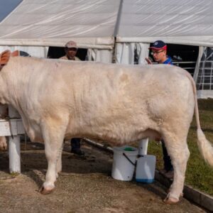 Charolais Cattle