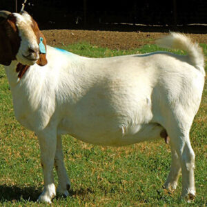 Full Blood Boer Goat