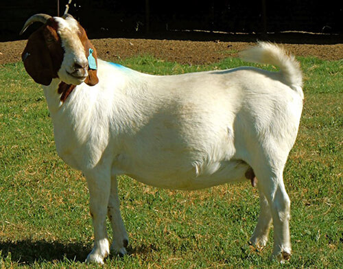 Full Blood Boer Goat