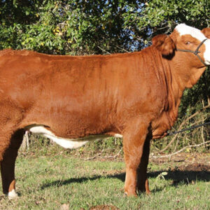 Simbra Cattle