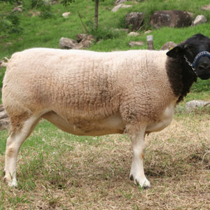 Black Head Dorper Sheep