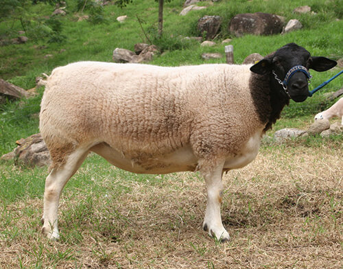 Black Head Dorper Sheep