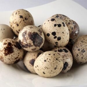 Fertile Eggs Quail