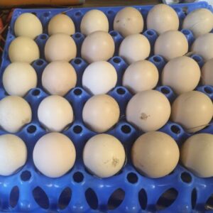 Fertile Eggs Potch Koekoek