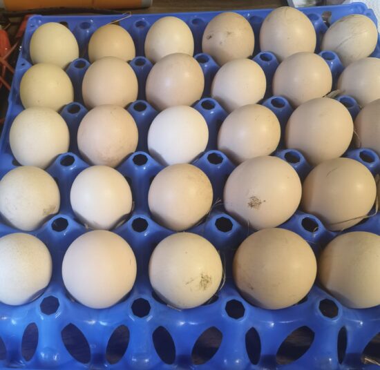 Fertile Eggs Potch Koekoek