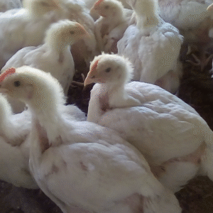 Four Weeks Old Broiler Chicks