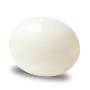 Fresh Ostrich Egg