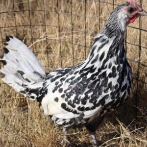 Hamburgh Silver Spangled