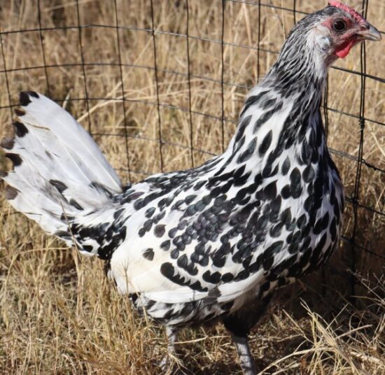 Hamburgh Silver Spangled