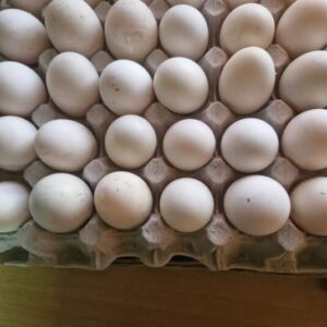 Pekin Duck Fertile Eggs