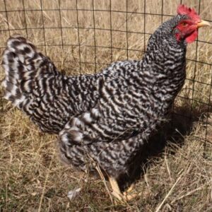 Potchefstroom Koekoek