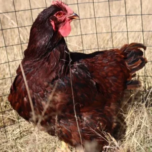 Rhode Island Red
