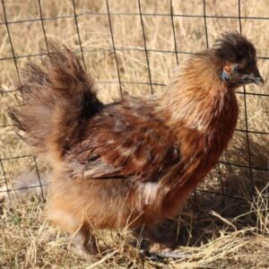 Silkie Bantam