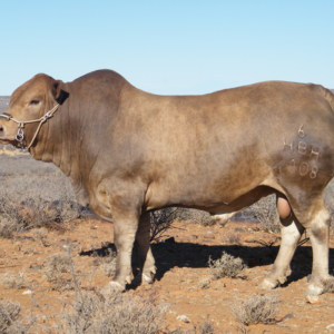 Tuli Cattle