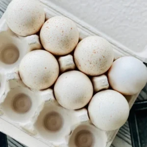 Turkey Fertile Eggs
