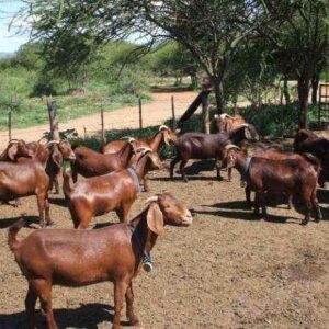 Kalahari Red Goats Ewes