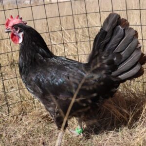 White Faced Spanish Black