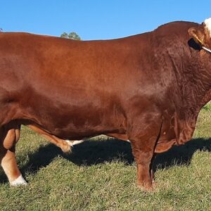Simmentaler Cattle