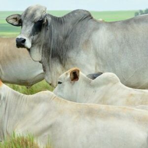 Boran Cattle