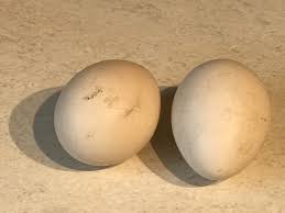 Peacock Fertile Eggs