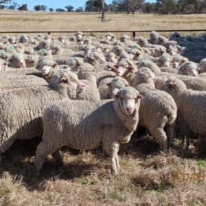 Full Blood Merino Sheep