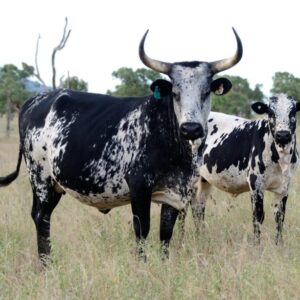Nguni Cattle