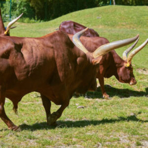 Ankole Cattle
