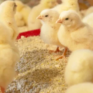 Day Old Broiler Chicks A Grade