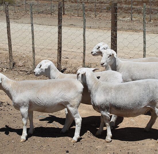 White Head Dorper Sheep