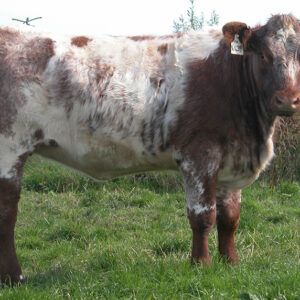 Shorthorn Cattle