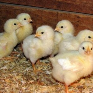 Day Old Broiler Chicks B Grade