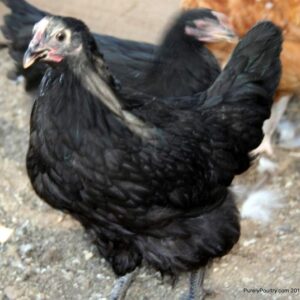 Point off Lay Chickens