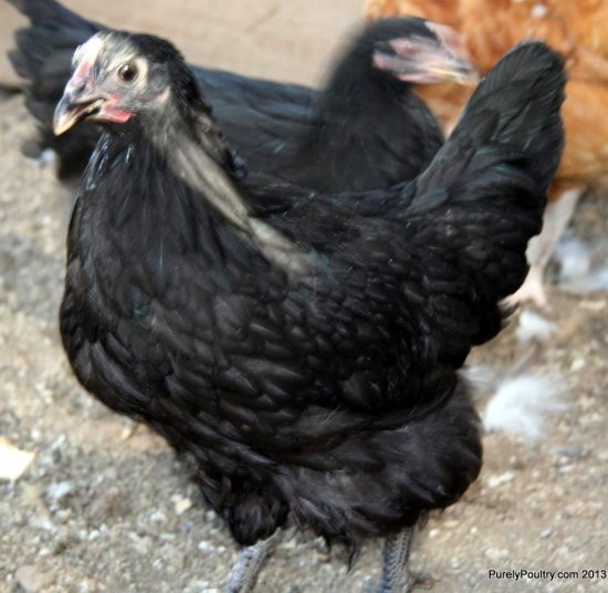 Point off Lay Chickens