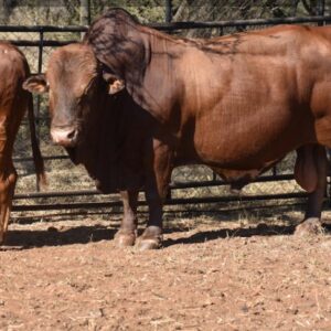 Afrikaner Cattle
