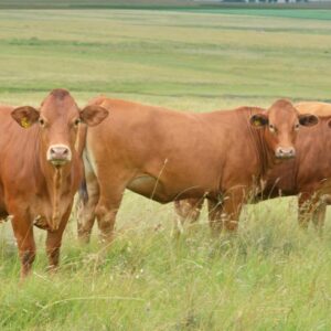 Beefmaster Cattle